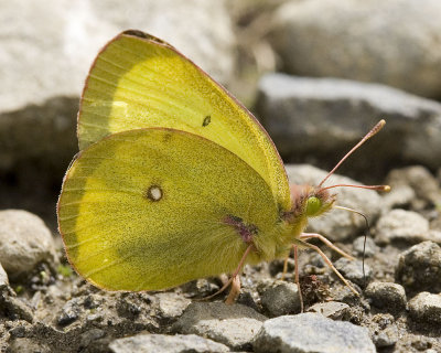 Western Sulphur  Colias occidentalis