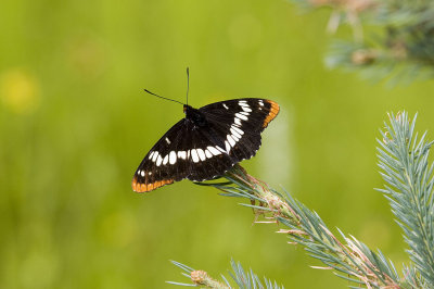 Lorquins Admiral  Limentitis lorquini