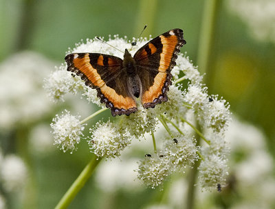 Milbert's Tortoiseshell   Nymphalis milberti