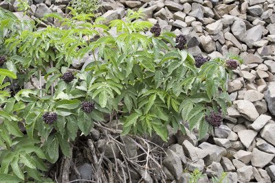 Sambucus racemosa var. melanocarpa  Red elderberry