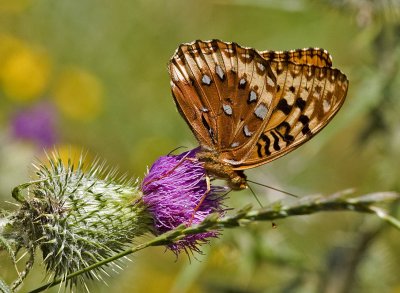 Great Spangled Fritillary  Speyeria cybele (M)