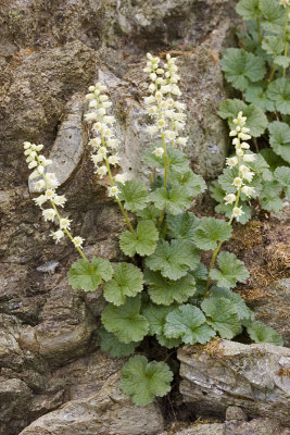 Elmera racemosa
