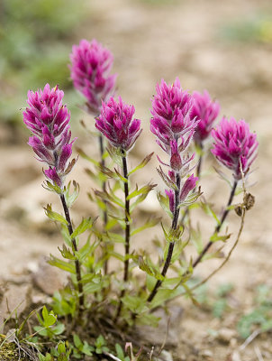 Castilleja parviflora v. olympicus