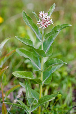 Asclepias speciosa   Showy milkweed