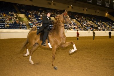 Roanoke Valley Horse Show