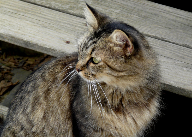 CAT - (PP in PhotoShop Elements 5.0)