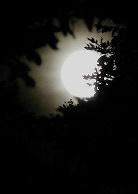 MOONGLOW (ISO 800)