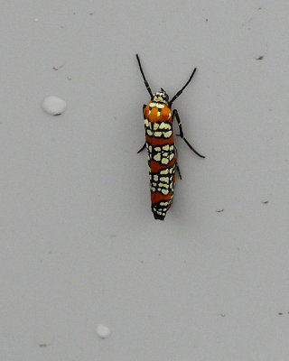 MOTH - (AILANTHUS WEBWORM, ATTEVA PUNCTELLA)