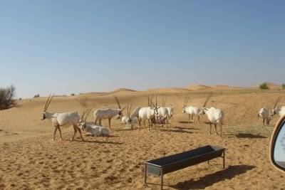 the Oryx...also known as Al Maha