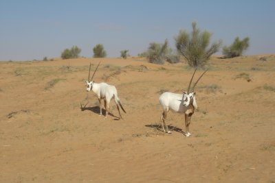 more oryx