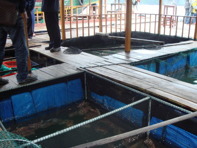 in the restaurant picking seafood