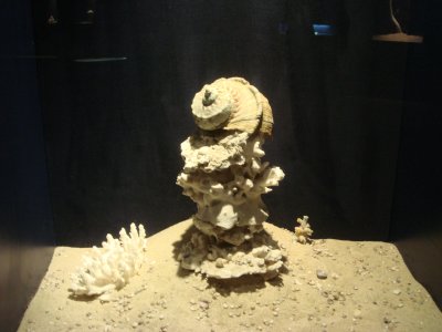 that is a sea shell