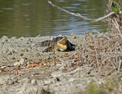 American crocodile.jpg