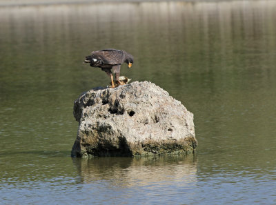 Cuban black hawk.jpg