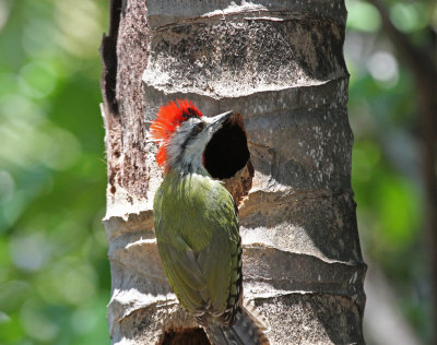 Cuban green woodpecker 2.jpg
