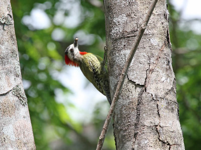 Cuban green woodpecker.jpg