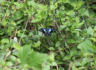 Cuban kite-swallowtail