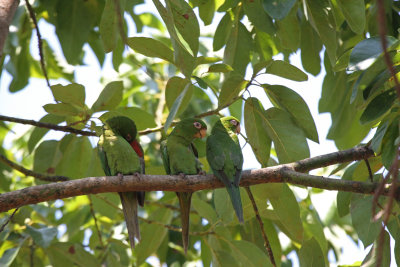 Cuban parakeets.jpg