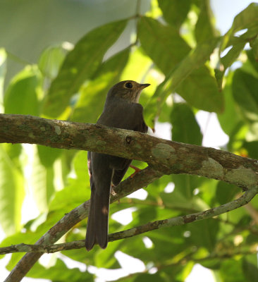 Cuban solitaire.jpg