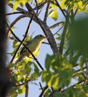 Cuban vireo.jpg
