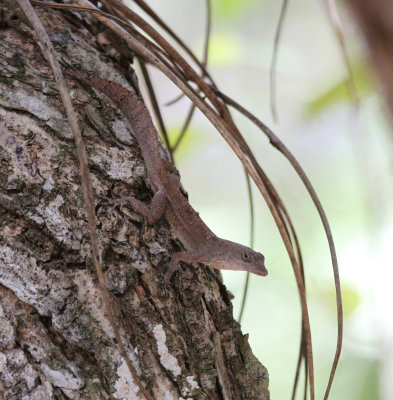 anolis jubar cocoensis
