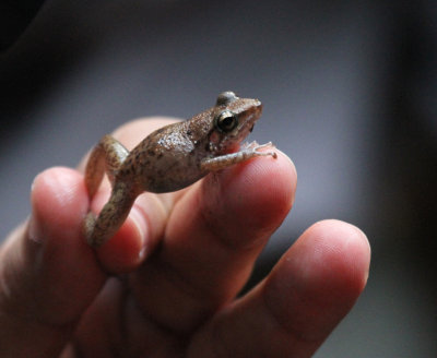 cave frog