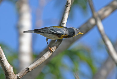 Northern Parula.jpg