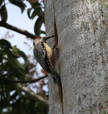 West Indian woodpecker.jpg