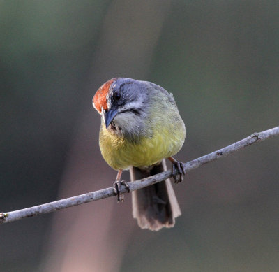 Zapata sparrow from Zapata swamp