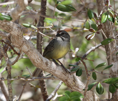 Zapata sparrow from cayo paredon grande