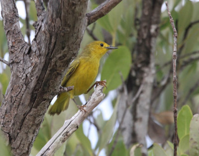 Zapata swamp yellow warbler-resident.jpg