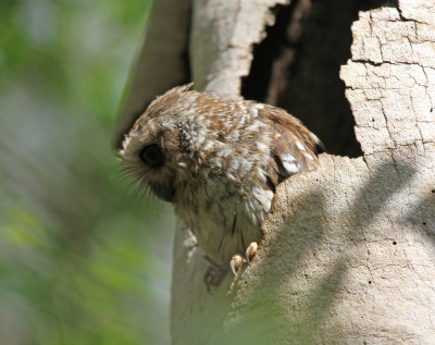 bare legged owl.jpg