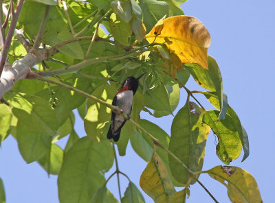 bee humingbird, the worlds smallest bird..jpg