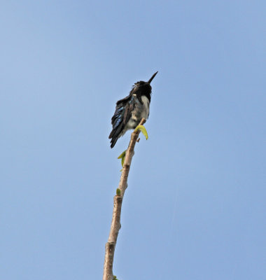 bee hummingbird 3.jpg