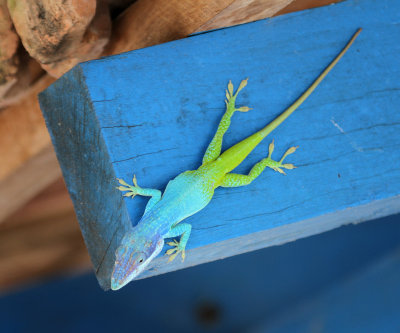 blue headed green anole (2).jpg