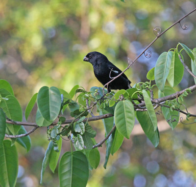 Cuban bullfinch