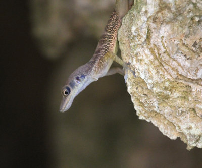 cave anole 2.jpg