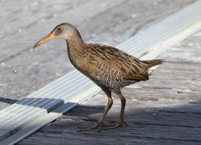 clapper rail 2.jpg