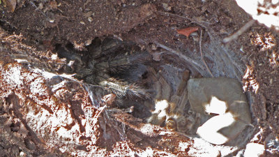 giant tarantula in its den with shed skin in front.jpg