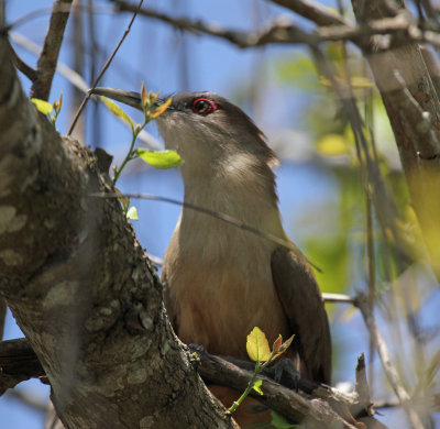 great lizard cuckoo