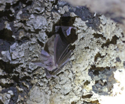 long eared bat in cave.jpg