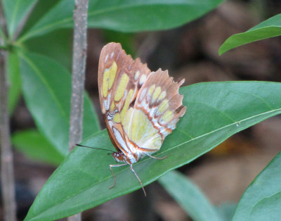 malachite butterfly 2.jpg