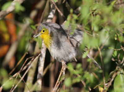 oriente warbler 2.jpg