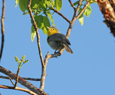 oriente warbler.jpg