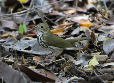 ovenbird.jpg