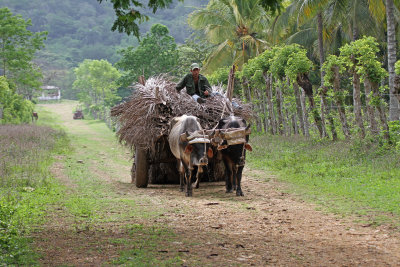 oxen still used in Cuba.jpg