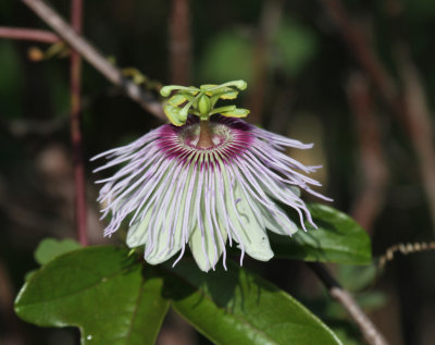passion flower.jpg