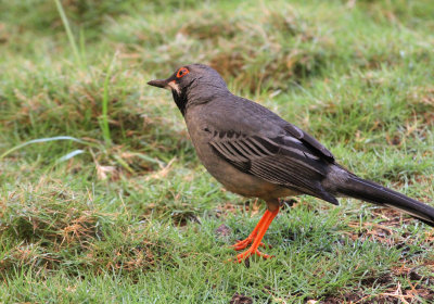red legged thrush.jpg