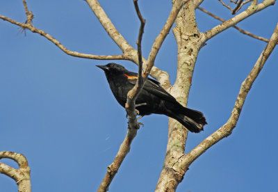 red shouldered blackbird.jpg