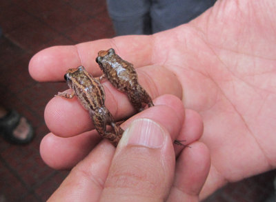 greenhouse frogs